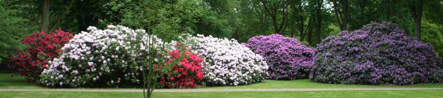 Rododendronparken, Bremen