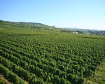 Vinmarker ved Rüdesheim 