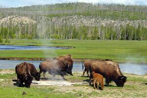 Bison i geysirområde av Yellowstone