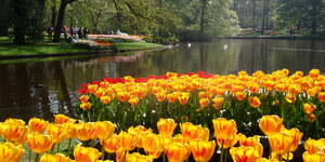 Holland, blomstertur