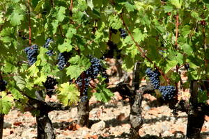 druer på Chateau Merdoc